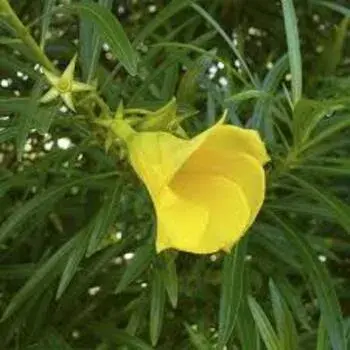 Arali Flowers arali_flowers 9-5390152-88818.webp